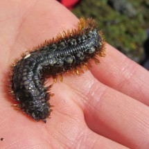 Caterpillar on the H-Island